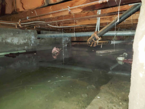 Best Water damage restoration mold remediation  in Orchard Mesa, CO