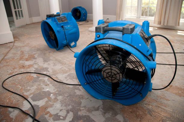 Best Mold removal after water damage  in Orchard Mesa, CO