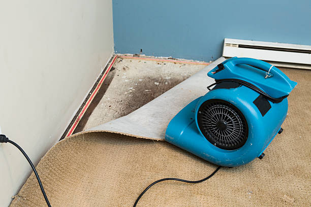 Best Mold removal after water damage  in Orchard Mesa, CO